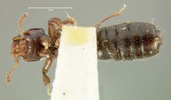 Media type: image;   Entomology 6526 Aspect: habitus ventral view